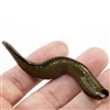 Medical leech