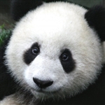 아바타: hondapablo@yandex.ru