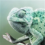 Avatar: g.rogozhina@sevkab.ru