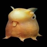 อวตาร: Jan Zdechovan