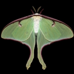 Margarita Urupina