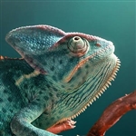 Avatar: skantior@mail.ru